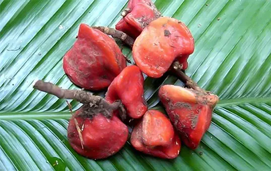 Thaumatin fruit
